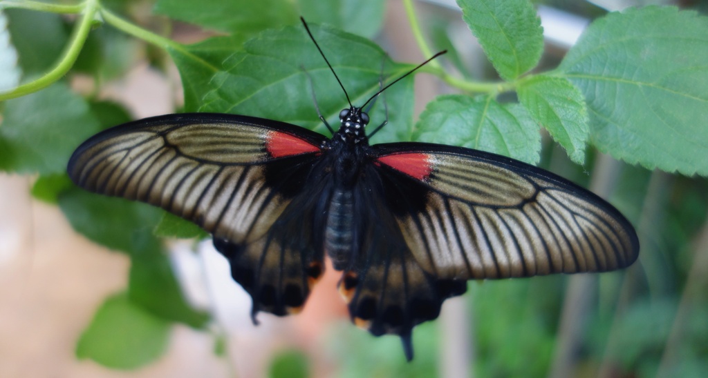 Butterfly at RHS Wisley by mattjcuk