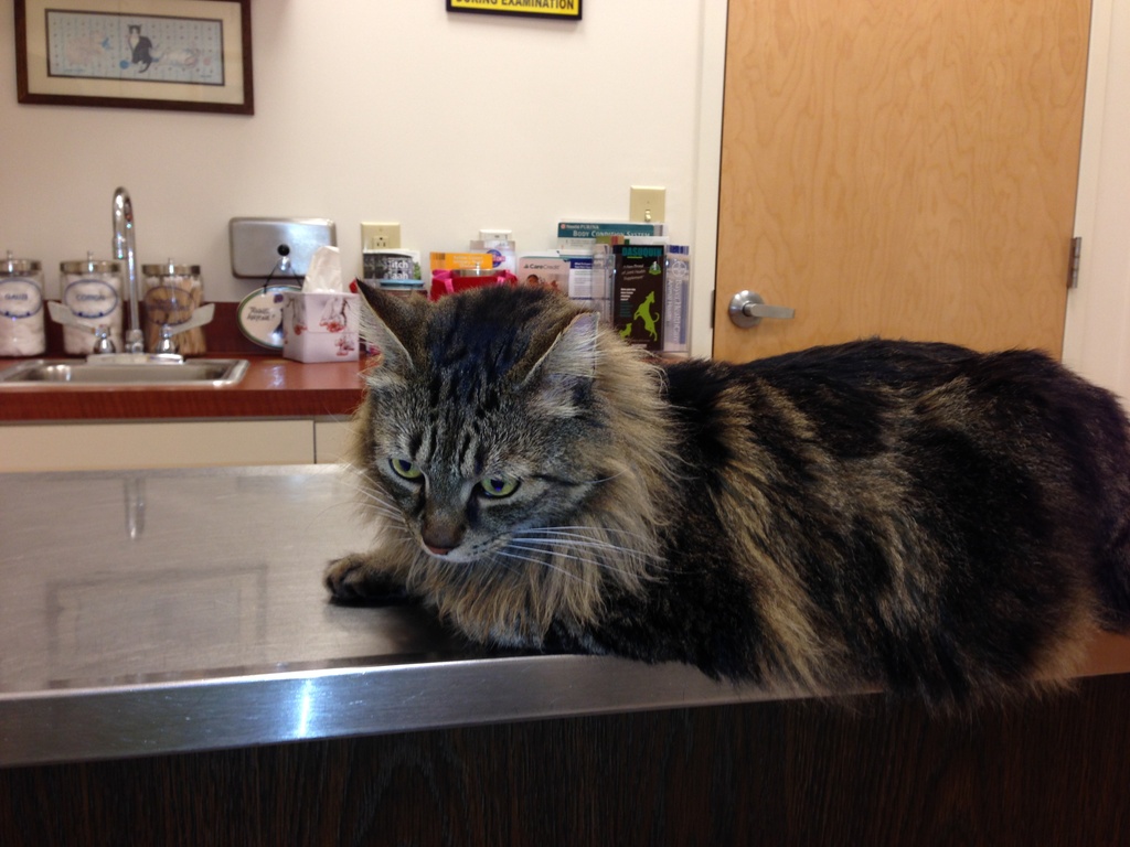Reilly's first trip to the vet by graceratliff