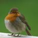 Robin 2 by pcoulson