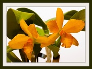 3rd Feb 2014 - 3rd February 2014 - Another Orchid bargain