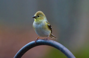 3rd Feb 2014 - American Goldfinch -- non-breeding...I think