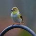 American Goldfinch -- non-breeding...I think by darylo