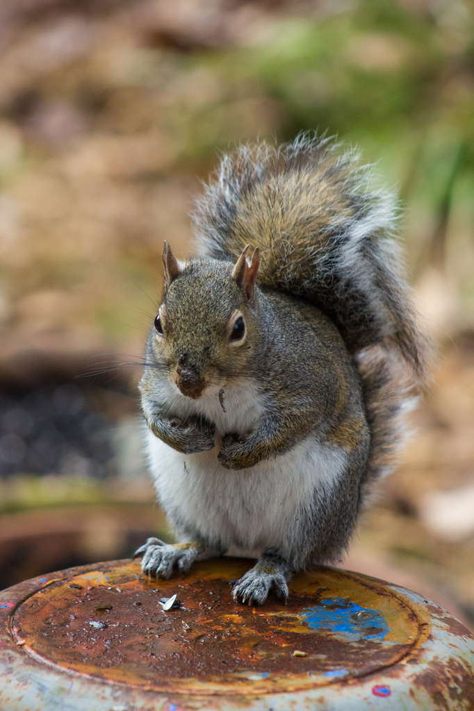 Wounded Squirrel in Color by darylo