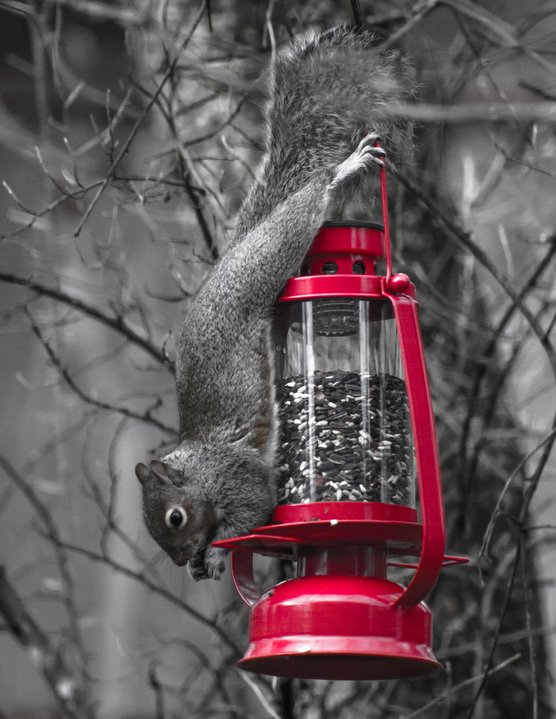 Squirrel Yoga: Downward Nut Pose by darylo