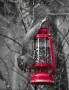 3rd Feb 2014 - Squirrel Yoga: Downward Nut Pose