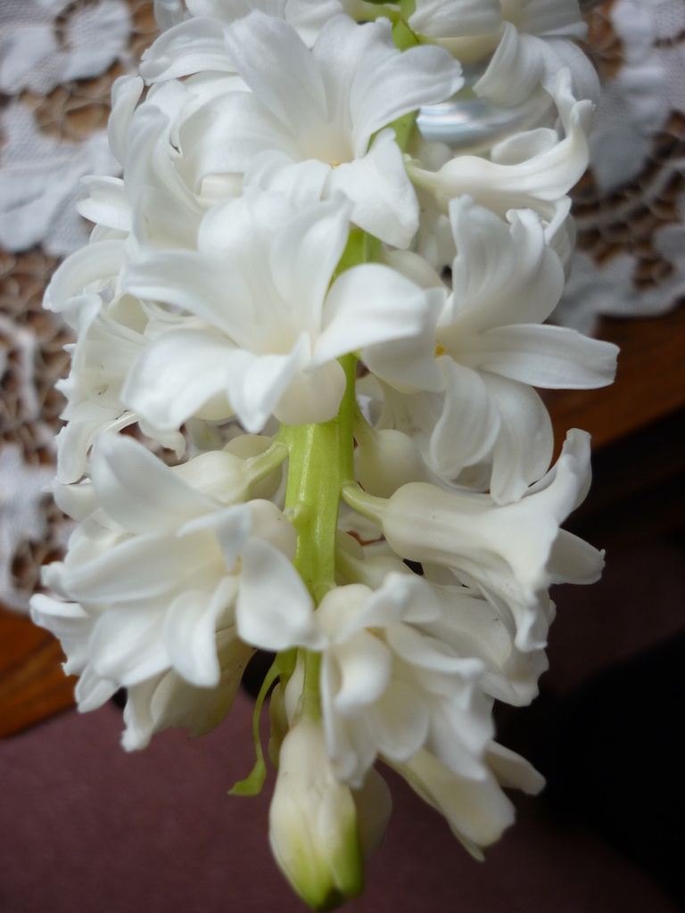 Hyacinth by countrylassie