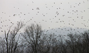 3rd Feb 2014 - The Birds