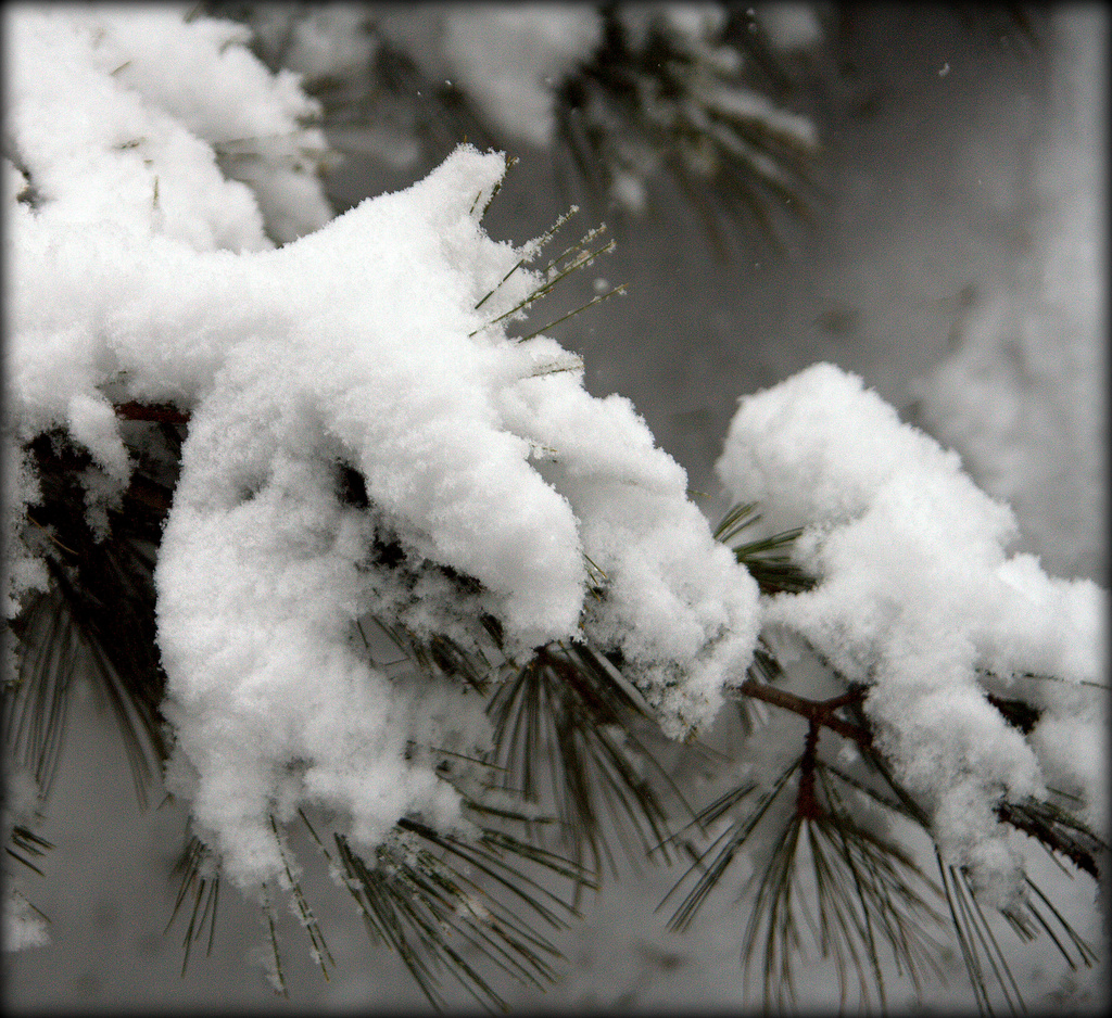Day 34:  Snow on Pines by sheilalorson