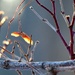 Winter's Elusive Bling by juliedduncan