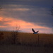 Soar Into the Sunset by kareenking