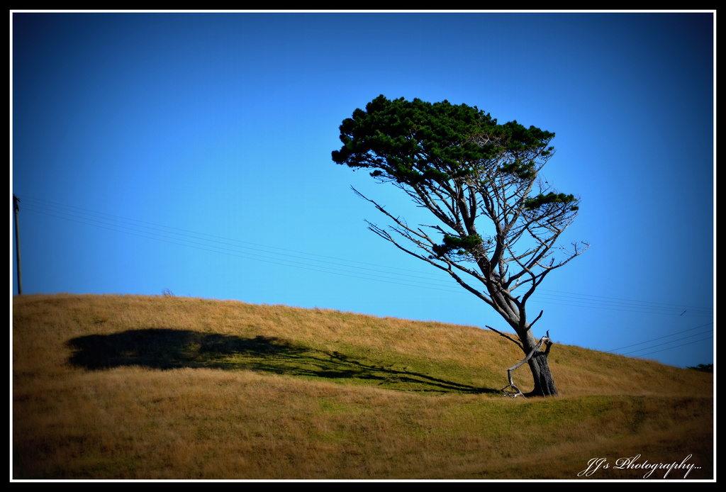 Lone pine... by julzmaioro