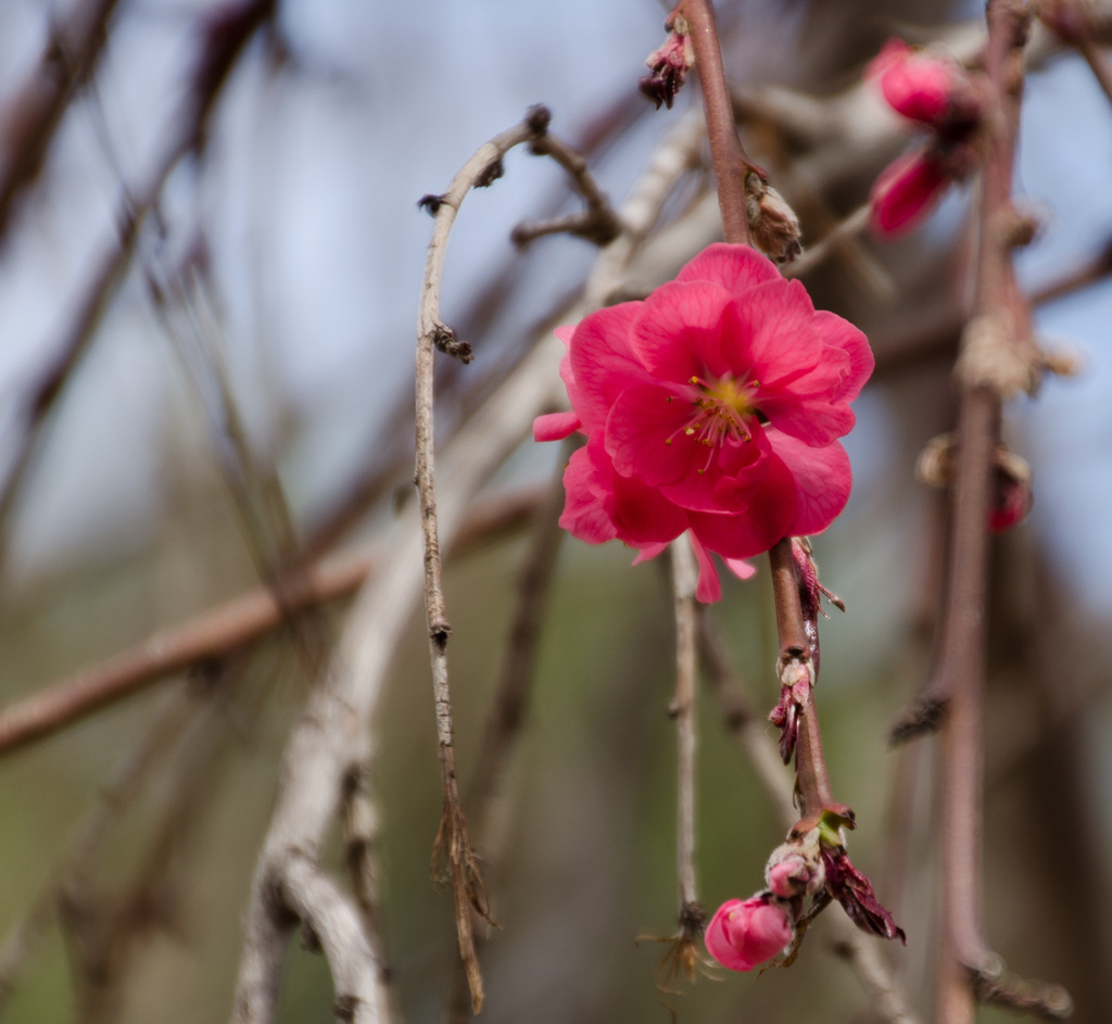 Weeping Peach Blossom by khrunner