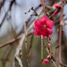 Weeping Peach Blossom by khrunner
