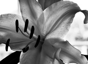 3rd Feb 2014 - same but different Lily #2