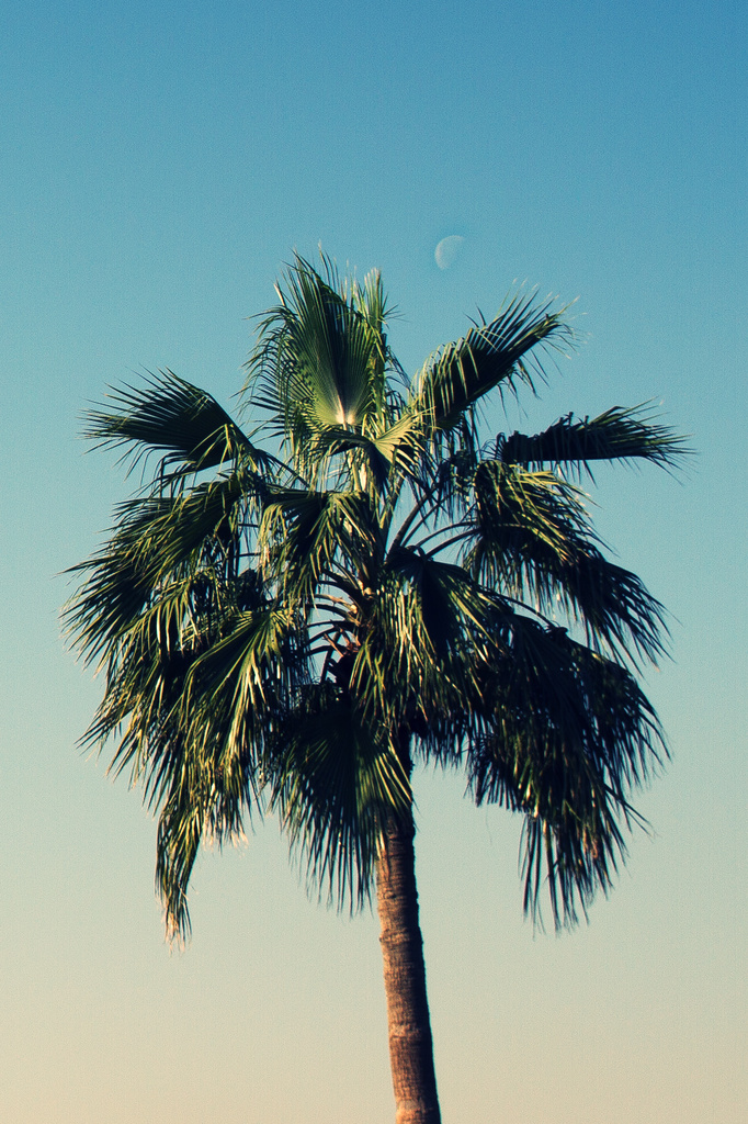 Day 023, Year 2 - Doha Moon Palm by stevecameras