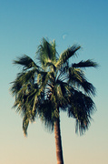 23rd Jan 2014 - Day 023, Year 2 - Doha Moon Palm