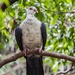Pigeon by corymbia