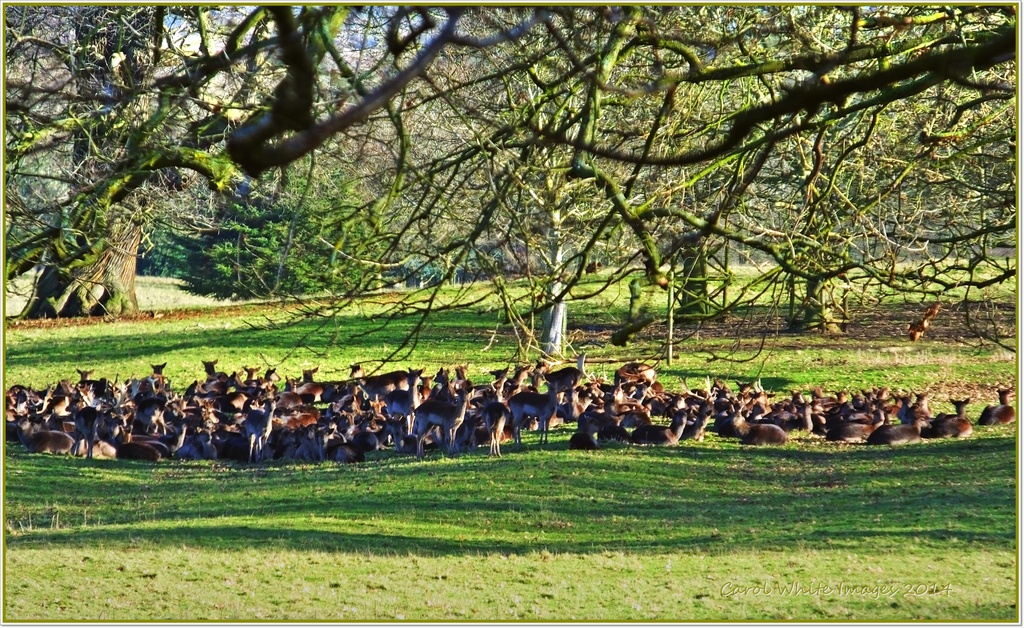 Deer Herd On The Althorp Estate by carolmw
