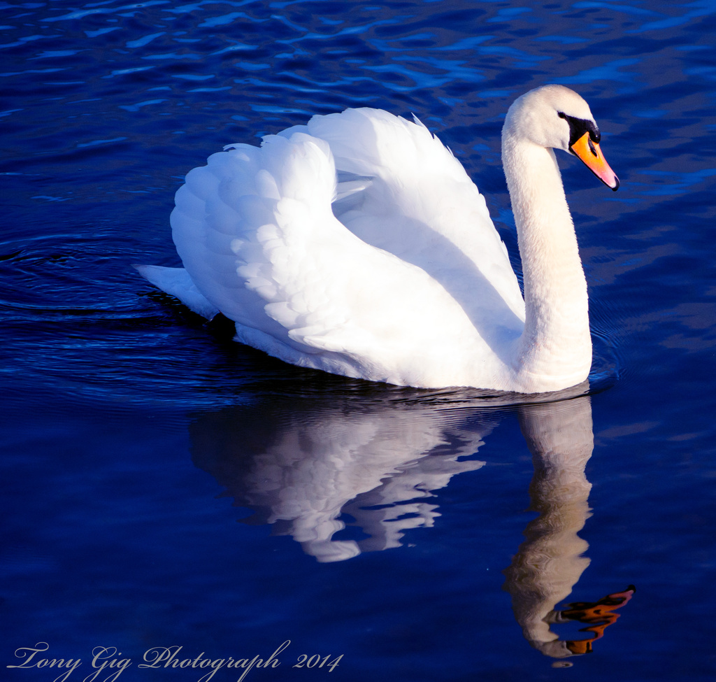 Swan On Blue Water by tonygig