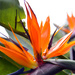 Strelitzia and ants by jeneurell