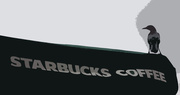 4th Feb 2014 - Starbucks Greckle