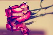 4th Feb 2014 - Withered rose