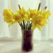 4th Feb 2014 - Daffodils