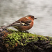Common Chaffinch - 4-02 by barrowlane