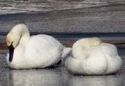 4th Feb 2014 - Trumpeter Swans on Ice