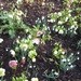 Hellebores and snowdrops by foxes37