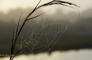4th Feb 2014 - Spider webs