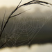 Spider webs by danette