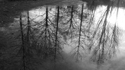 30th Apr 2010 - Trees reflecting
