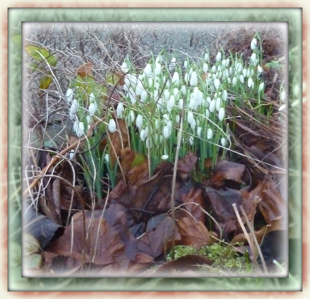 daylight snowdrops by sarah19