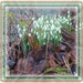 daylight snowdrops by sarah19