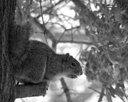 4th Feb 2014 - The squirrel and the acorn