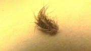 5th Feb 2014 - Tiny feather