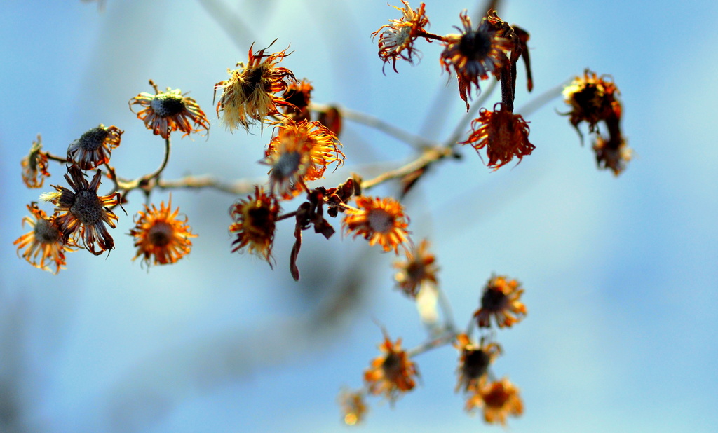 Winter's Flowers by jayberg
