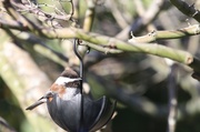 1st Feb 2014 - Is this the Birdbath?