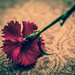 (Day 356) - Fallen Flower by cjphoto