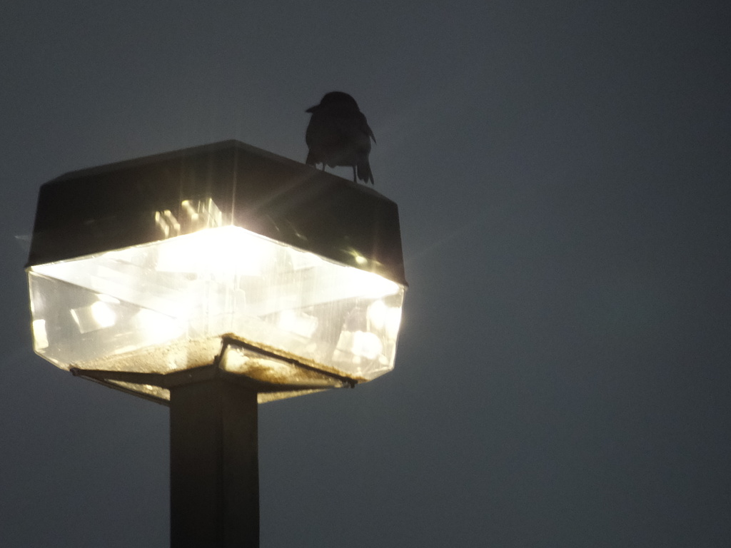 Bird Light by linnypinny