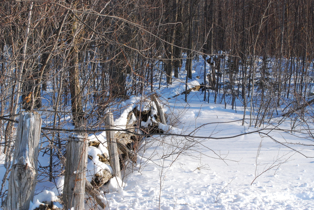 Old Rail Fence by farmreporter