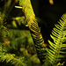 F is for Ferns by nanderson