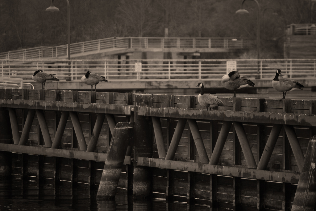 5 Geese Waiting on the Dock by nanderson