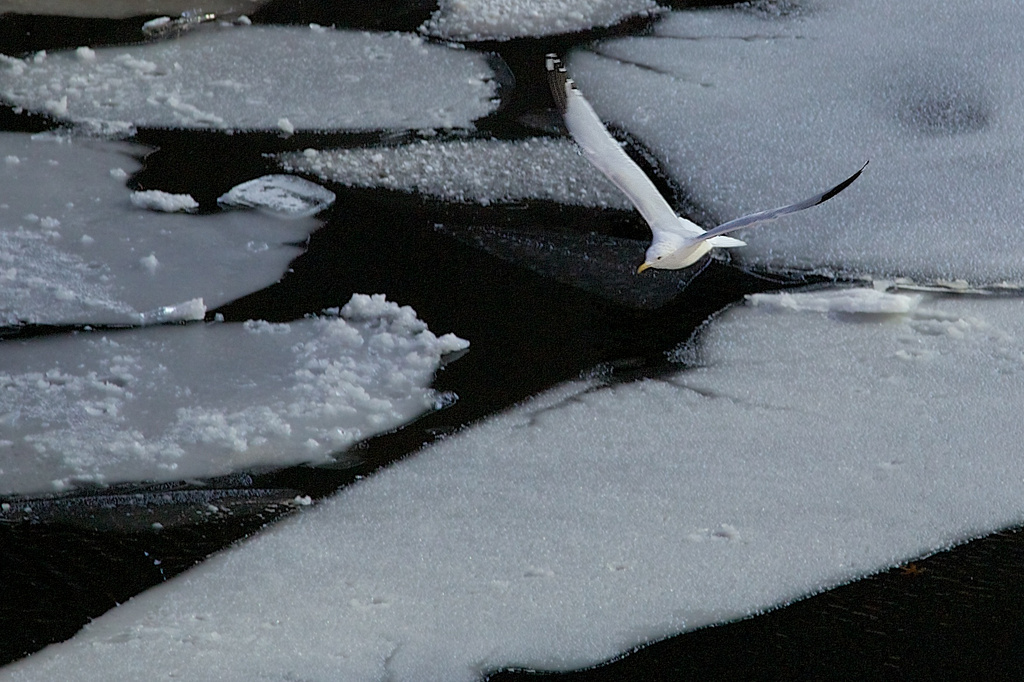 Soaring bird, flying over frozen river. by jyokota