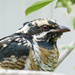 Juvenile Female Koel by onewing