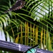 Cairns Birdwing Butterflies by leestevo