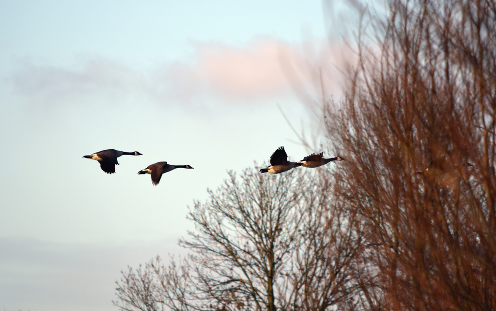 flying geese by iiwi