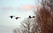 4th Feb 2014 - flying geese