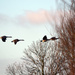 flying geese by iiwi
